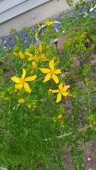 Angiospermae