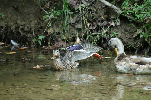 Mallard photographed in Delaware