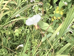 Calystegia × lucana