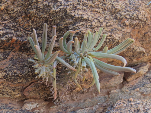 Image of Pegleg Butterbush (Tylecodon wallichii) by no rights reserved