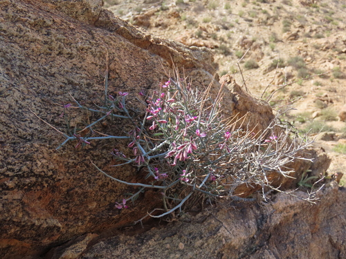 Image of Polygala mossii by no rights reserved