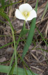Calochortus apiculatus