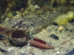 Dirty-Faced Brackish Goby photo 5
