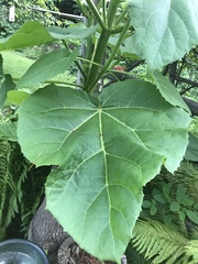 Paulownia tomentosa