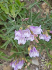 Penstemon lyallii