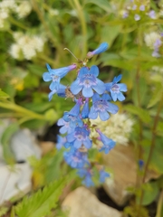 Penstemon albertinus