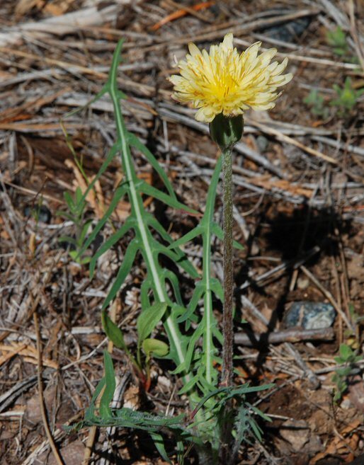 Agoseris retrorsa