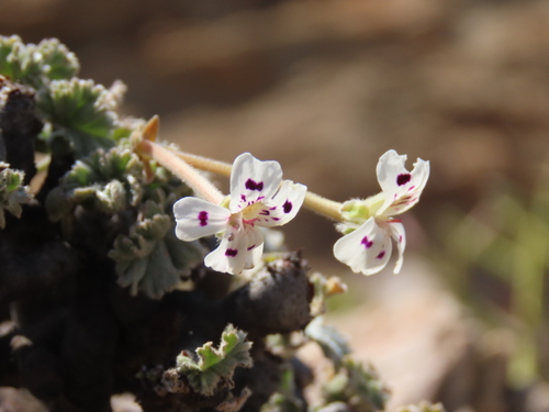 Pelargonium crassicaule, photograph 2