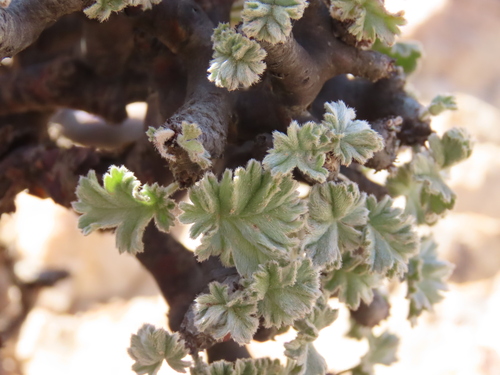 Pelargonium crassicaule, photograph 3