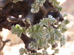 author not stated, no rights reserved Pelargonium crassicaule, photograph author not stated, no rights reserved