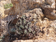 author not stated, no rights reserved Pelargonium crassicaule, photograph author not stated, no rights reserved