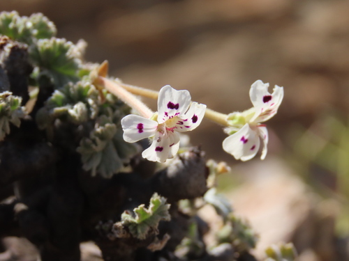 Pelargonium crassicaule, photograph 1