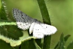 Idaea ostentaria