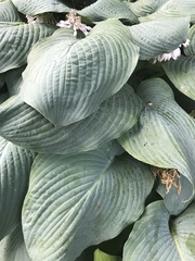Hosta