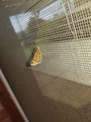 Glaphyria sesquistrialis