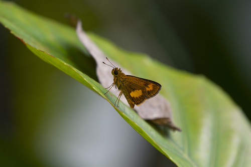 Malay Dartlet