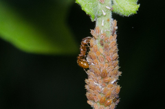 Aphis farinosa