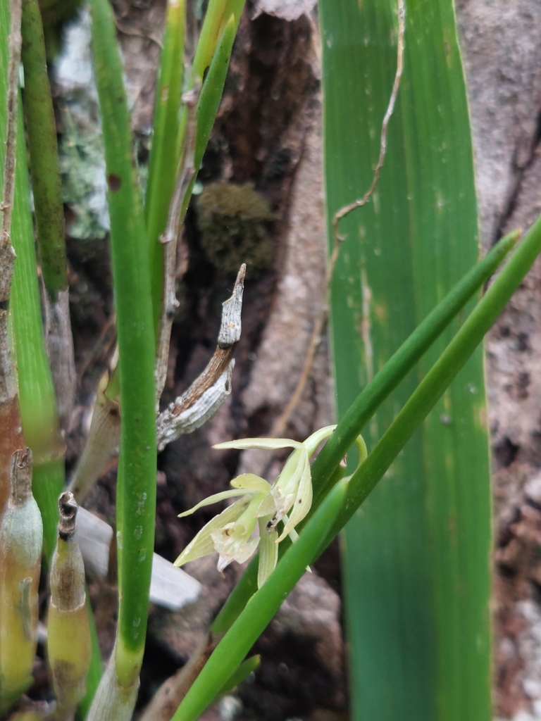 Epidendrum porquerense