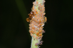 Aphis farinosa