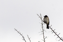 Pycnonotus nigricans