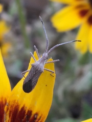 Chariesterus antennator