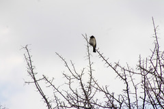 Pycnonotus nigricans