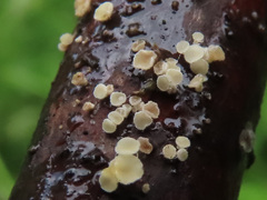 Lachnum nudipes