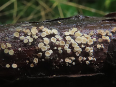 Lachnum nudipes