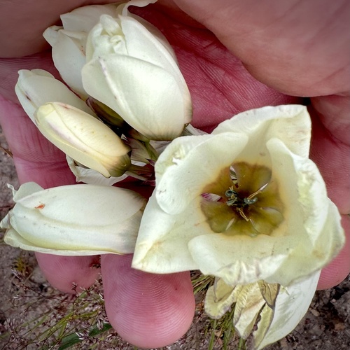 Image of Swartland Kalossie (Ixia abbreviata) by (c) Deon van Eeden, some rights reserved (CC BY-SA)