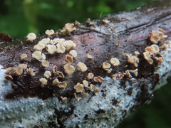 Lachnum nudipes