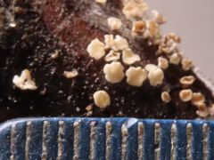 Lachnum nudipes