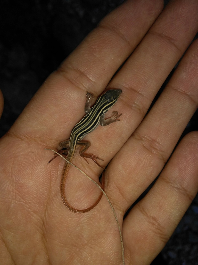 Canyon Spotted Whiptail