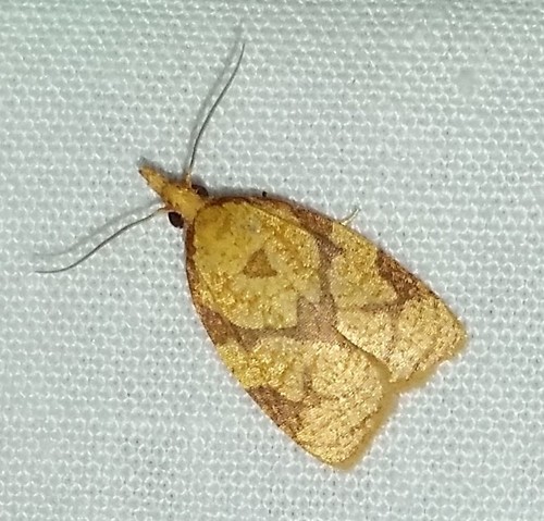 Reticulated Fruitworm Moth