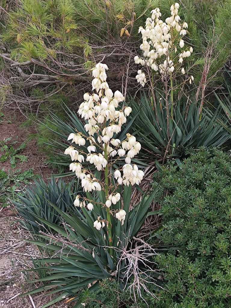 Yucca gloriosa, 84047 Capaccio Paestum SA, Italia