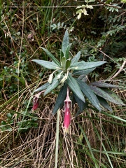 Siphocampylus elfriedii