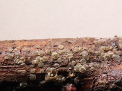 Mollisia clavata