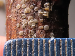 Mollisia clavata