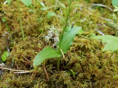Neottia borealis