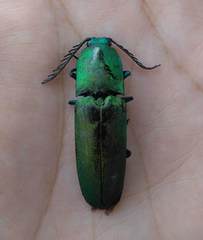 Chalcolepidius smaragdinus