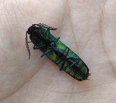 Chalcolepidius smaragdinus