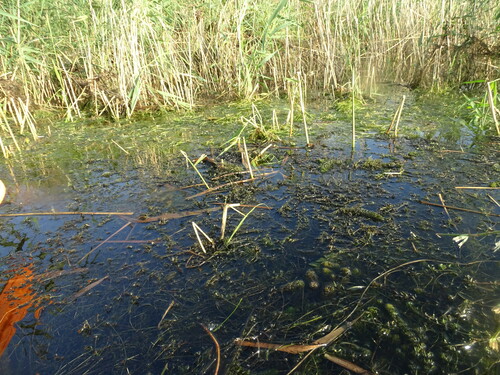 Image of Elodea nuttallii by (c) Grzegorz Grzejszczak, some rights reserved (CC BY-SA)