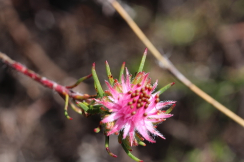 Image of Flats Silkypuff (Diastella proteoides) by no rights reserved