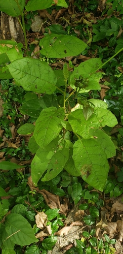 Image of Solanum polygamum by (c) Heather Mazzaccaro, some rights reserved (CC BY)