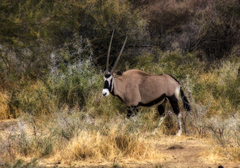 Oryx gazella