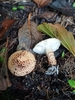 Lepiota echinacea - Photo (c) René Jarling, some rights reserved (CC BY-NC), uploaded by René Jarling