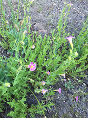 Erythranthe erubescens