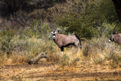 Oryx gazella