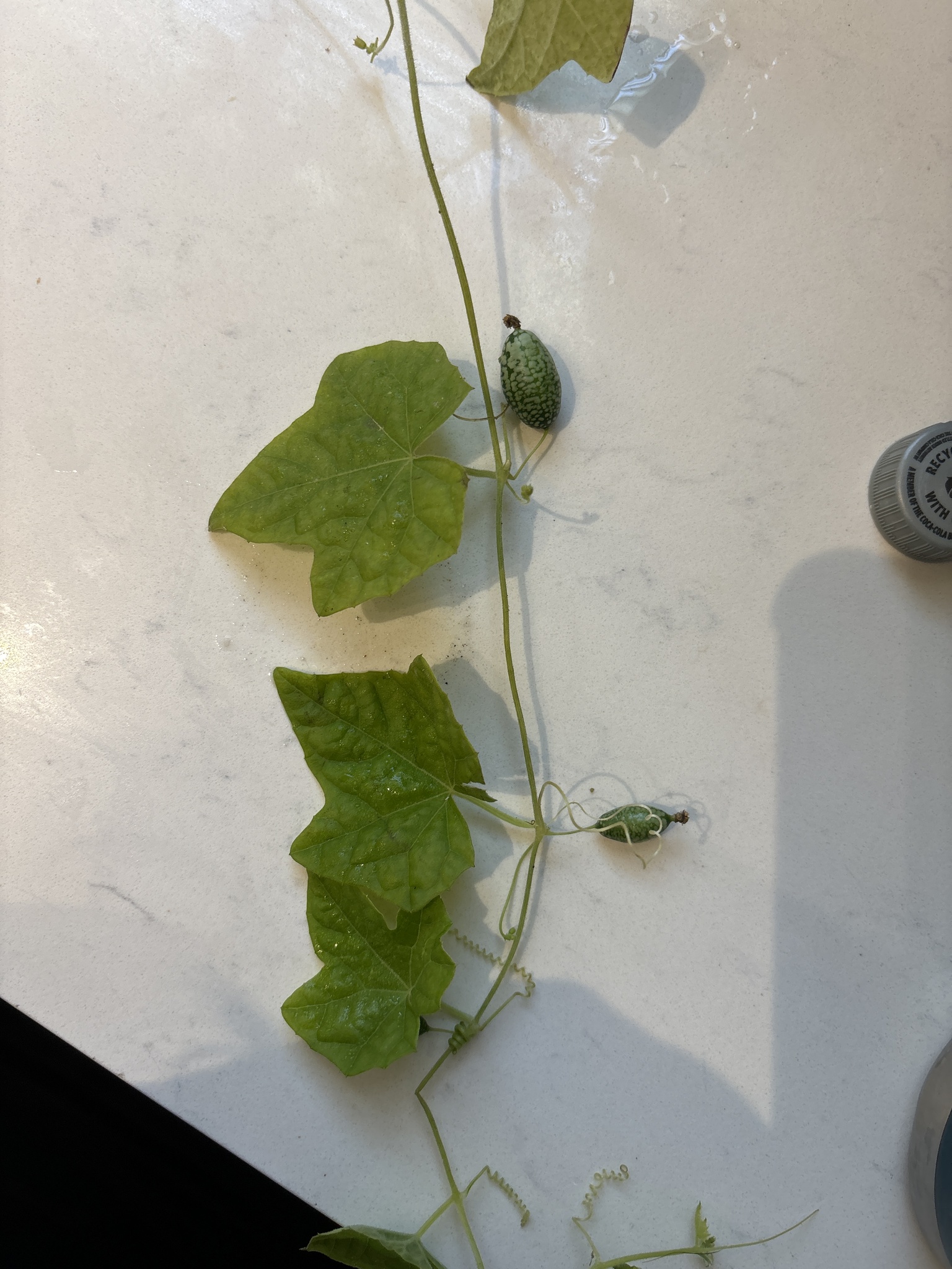 Imagem de Pepino-do-mato