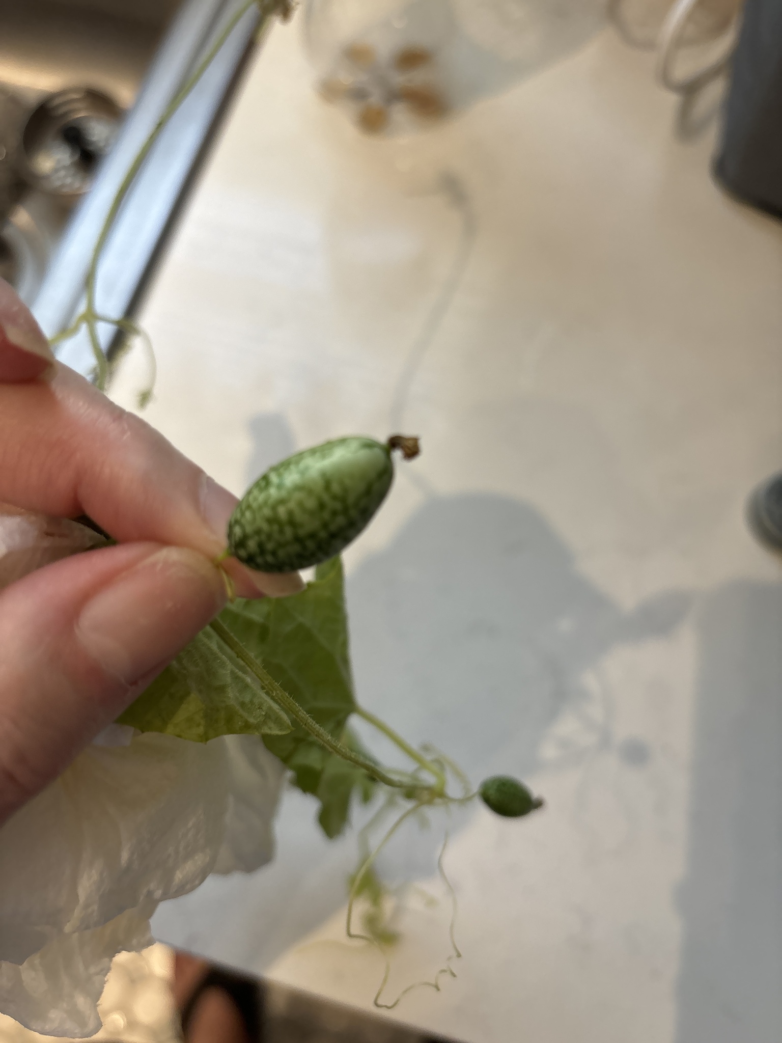 Imagem de Pepino-do-mato