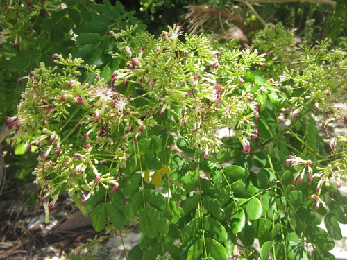 Albizia retusa iNat (3)